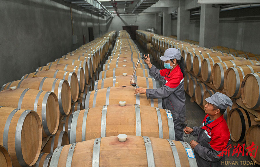 8月20日,吐魯番市億茂酒莊,工作人員在酒窖里檢查葡萄酒的品質(zhì)和口感.