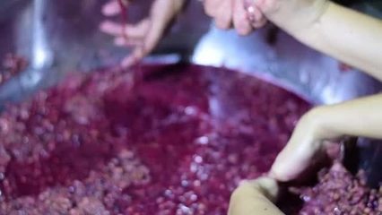 葡萄酒加工葡萄酒加工