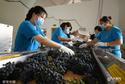 棗莊葡萄園豐收季 工人采摘忙，葡萄酒加工正當時